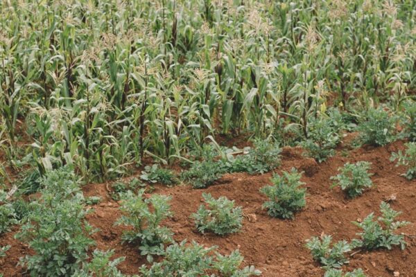 pachaillairy_farm_001