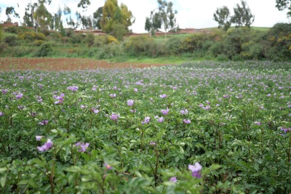 pachaillairy_landscape_003