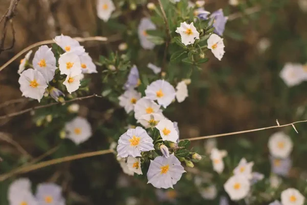 pachaillariy_association_projects_001