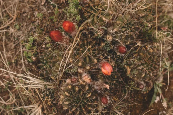 pachaillariy_association_projects_008